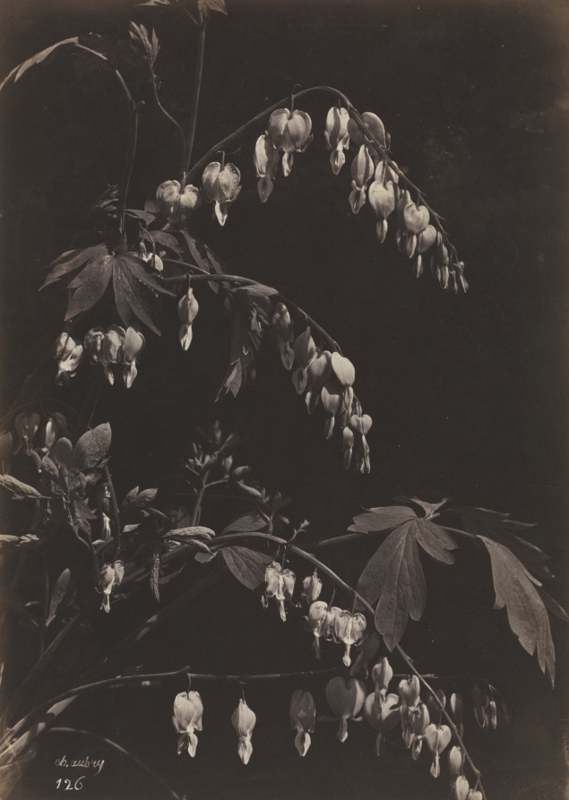 Urban Form: Floral Still Life (Bleeding Hearts)