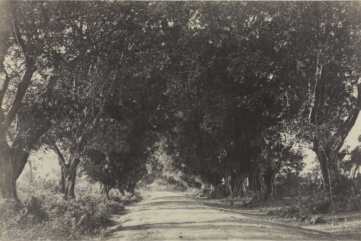 Urban Form: Avenue of the Banian Trees, Seringham, India